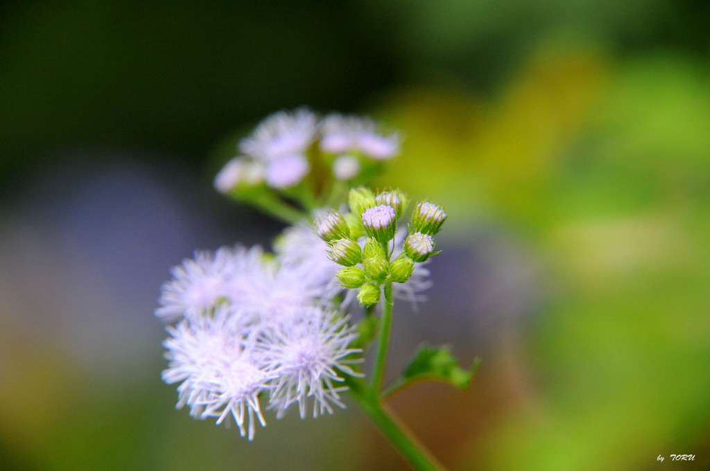 500_芽