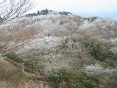 六甲最高峰　桜が咲いたような霧氷