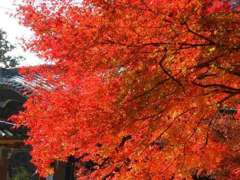 書写山圓教寺の紅葉