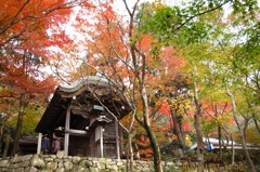 瑞宝寺公園　色づく紅葉