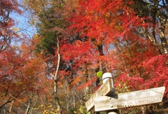 武田尾　さくらの道の紅葉