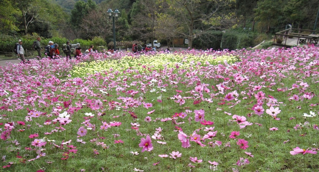 布引ハーブ園　コスモスに囲まれ