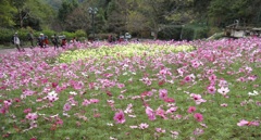 布引ハーブ園　コスモスに囲まれ