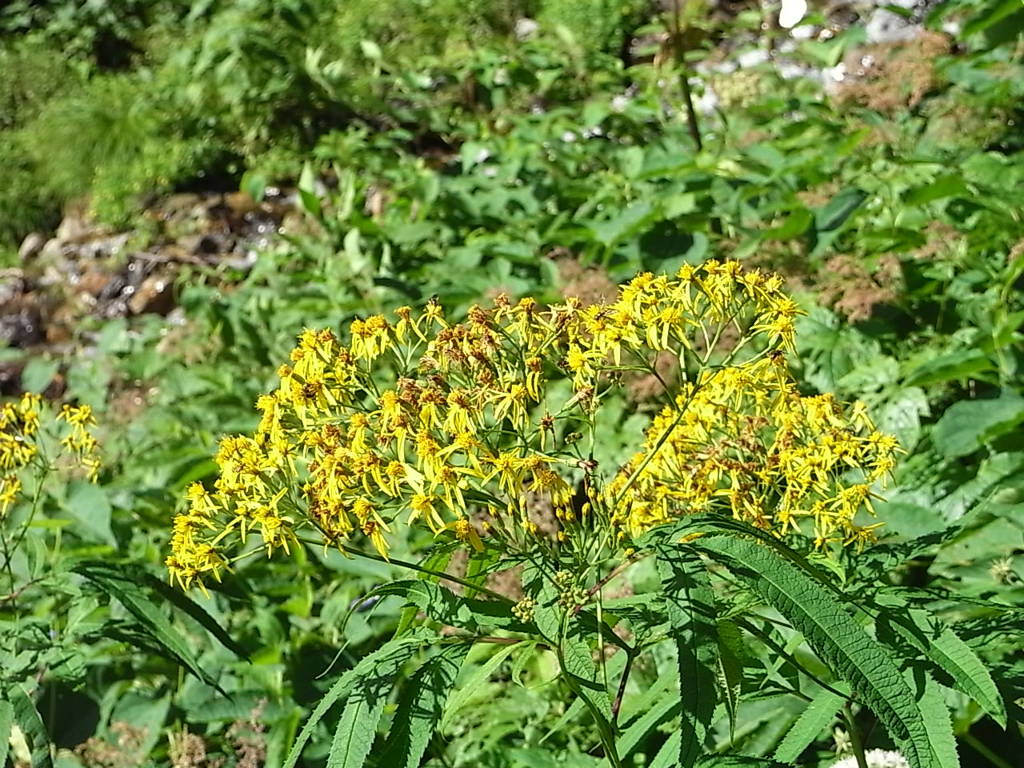 ミヤマアキノキリンソウ　常念岳