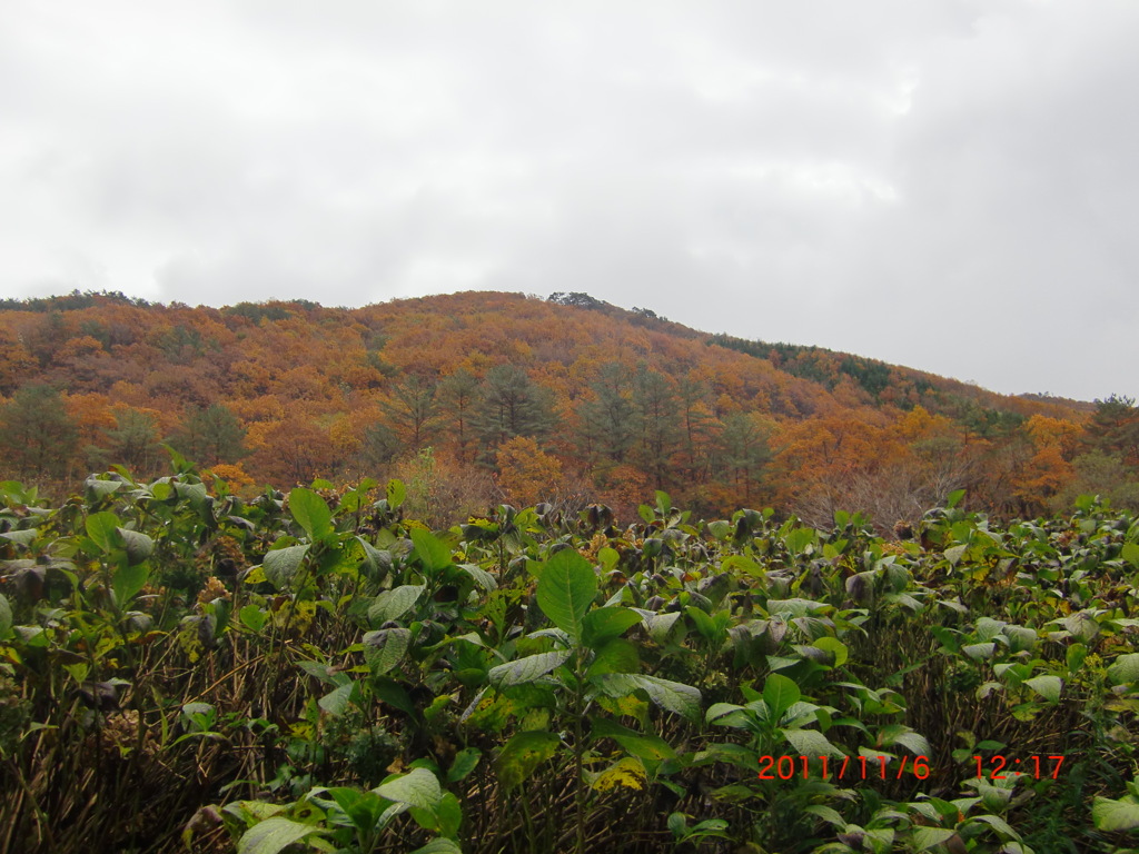 恐羅漢山1346.4m　一面の紅葉