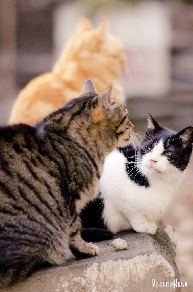 仲良し猫さん