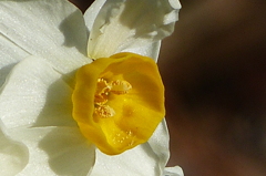 P1010950