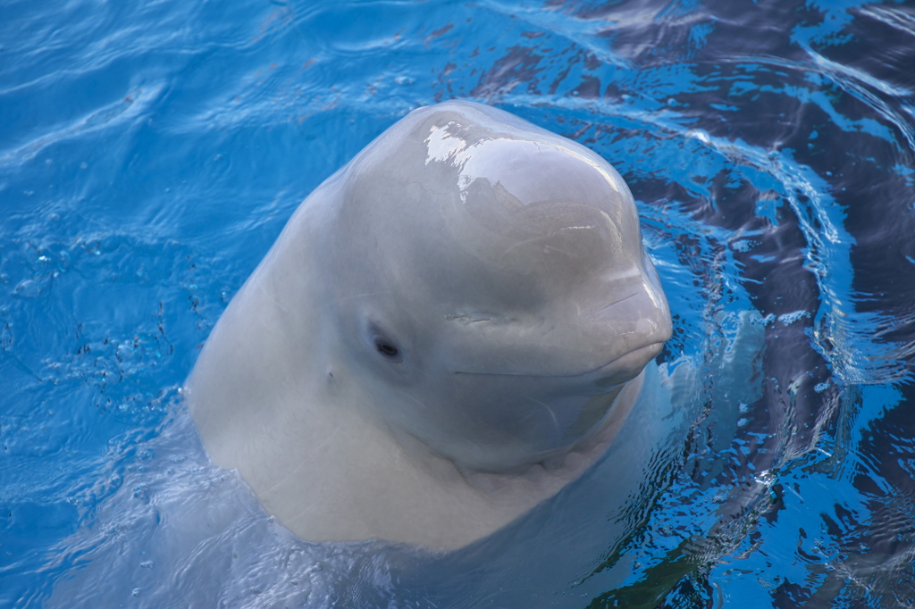 プニプニおでこ(^.^)