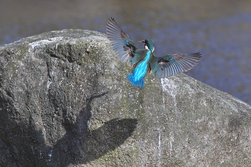 landing！！