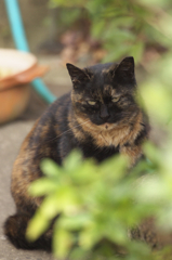 近所の猫さん