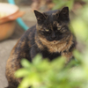 近所の猫さん