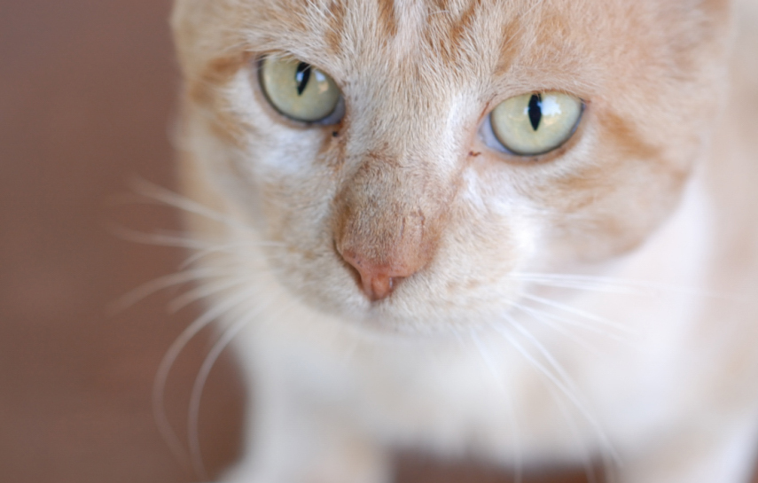 Gato