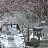 雪の参道