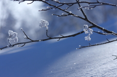 雪一輪