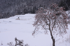 柿の木のある風景　雪