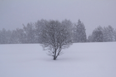 雪降りの景