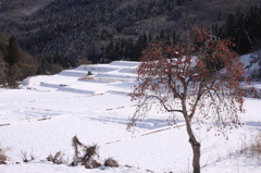 柿の木のある風景　陽のぬくもり