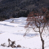 柿の木のある風景　陽のぬくもり