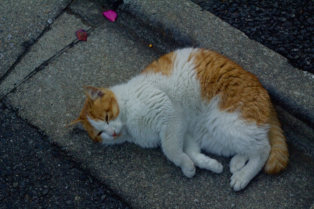 駒込の猫