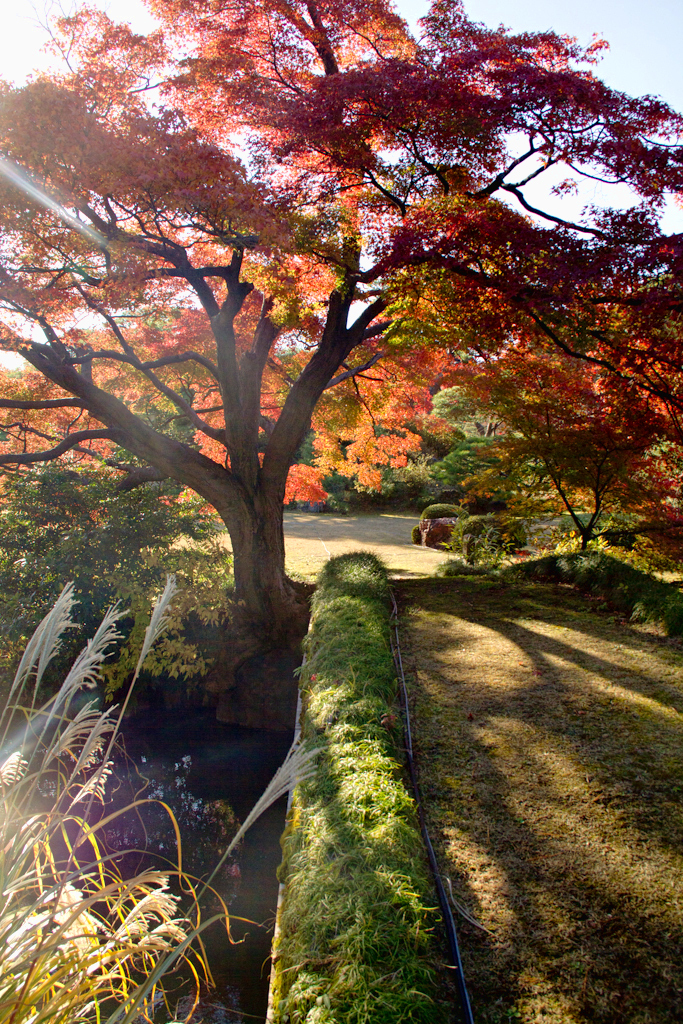 紅葉と影