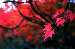 2011紅葉