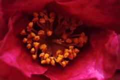 camellia2(croquis)