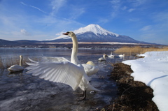 富士山と白鳥