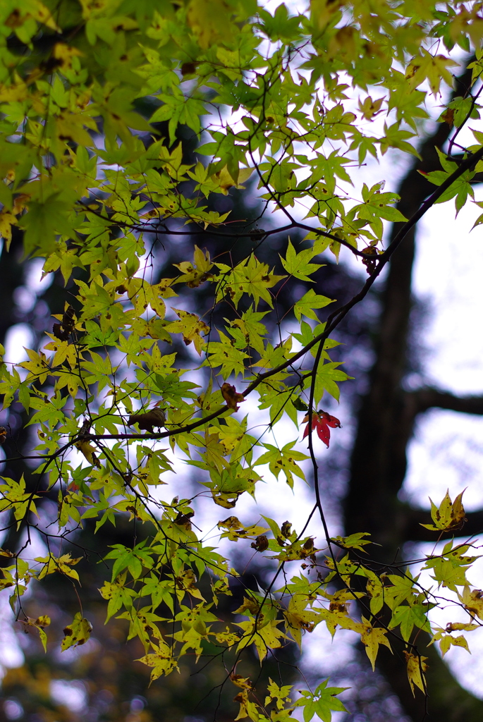 紅一点