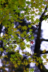 紅一点