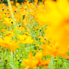 Cosmos sulphureus #6