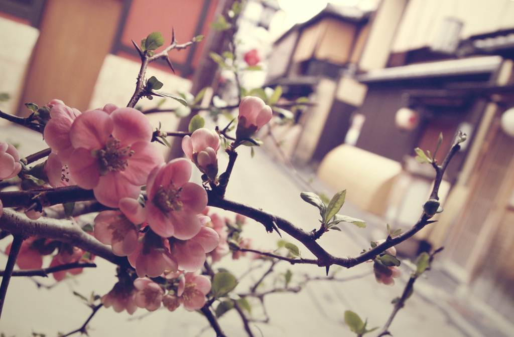 薄紅梅　-usucobai-