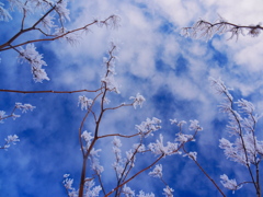 零下の花