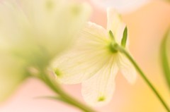 春、焦がれて