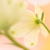 春、焦がれて