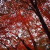 紅く