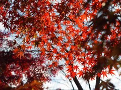 紅葉03