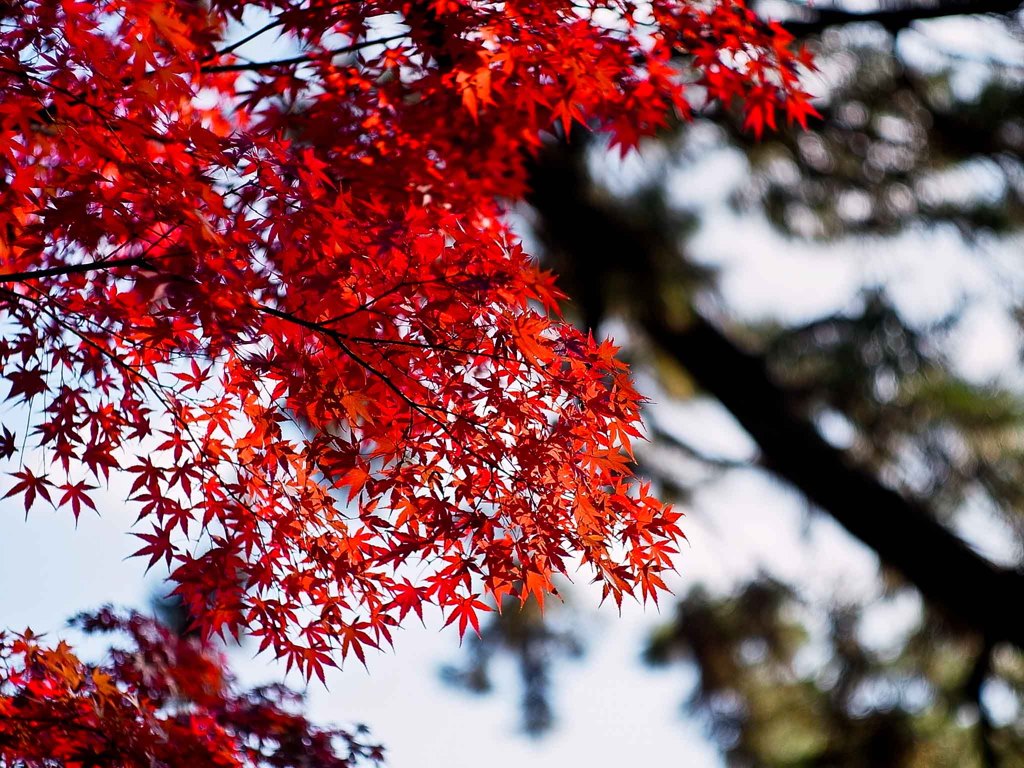 紅葉01