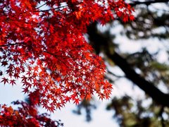 紅葉01