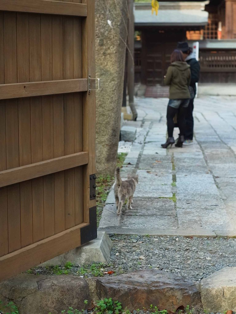 猫の先導