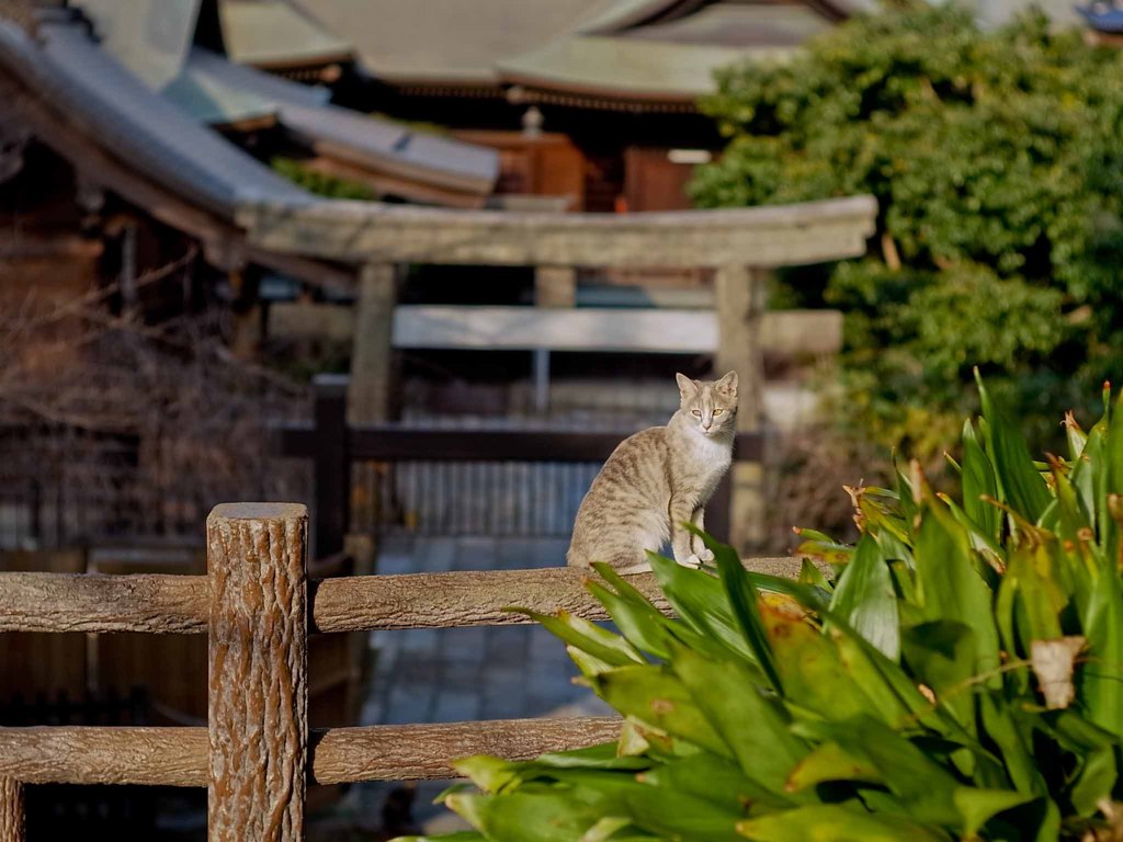 猫と夕日