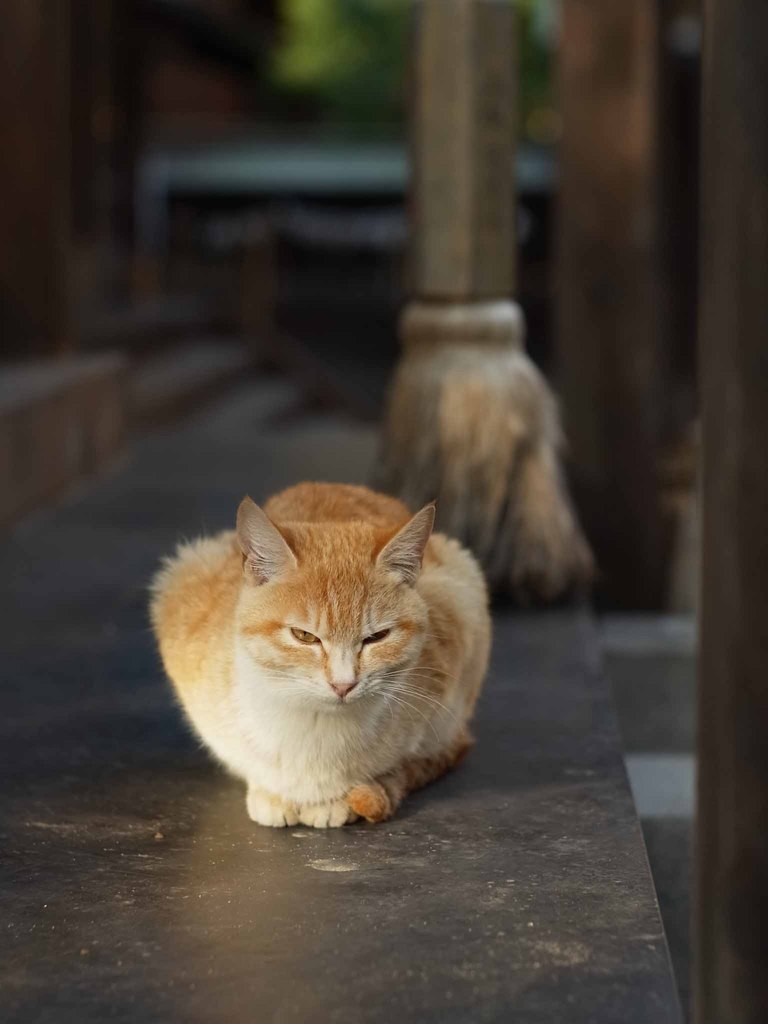 新たな猫と出会う