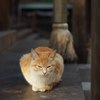 新たな猫と出会う