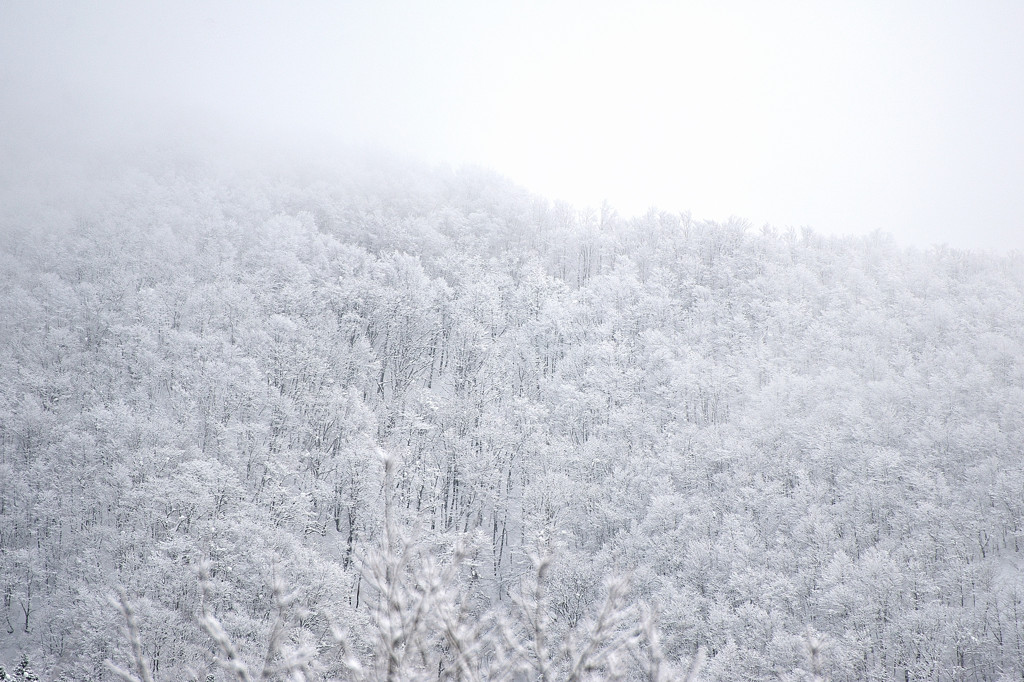 白い森