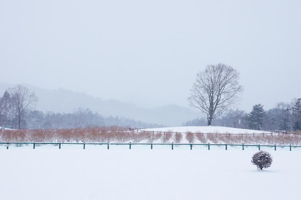 雪に耐えて