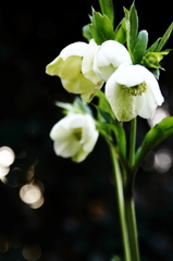 Helleborus