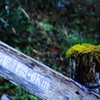 苔萌え