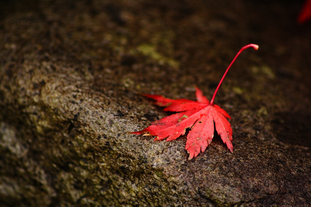 最後の紅葉