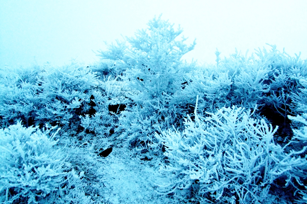 Glazed Frost