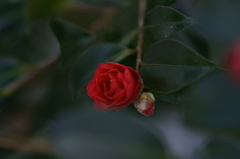 椿
