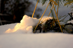 雪吊り・朝光